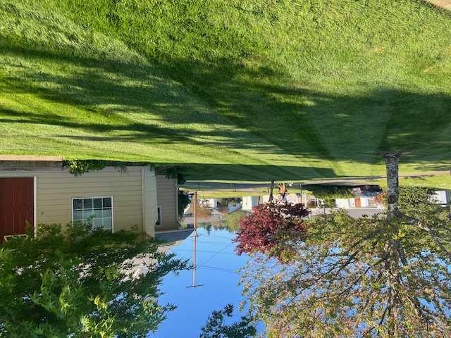 Before photo - overgrown lawn in need of professional lawn care